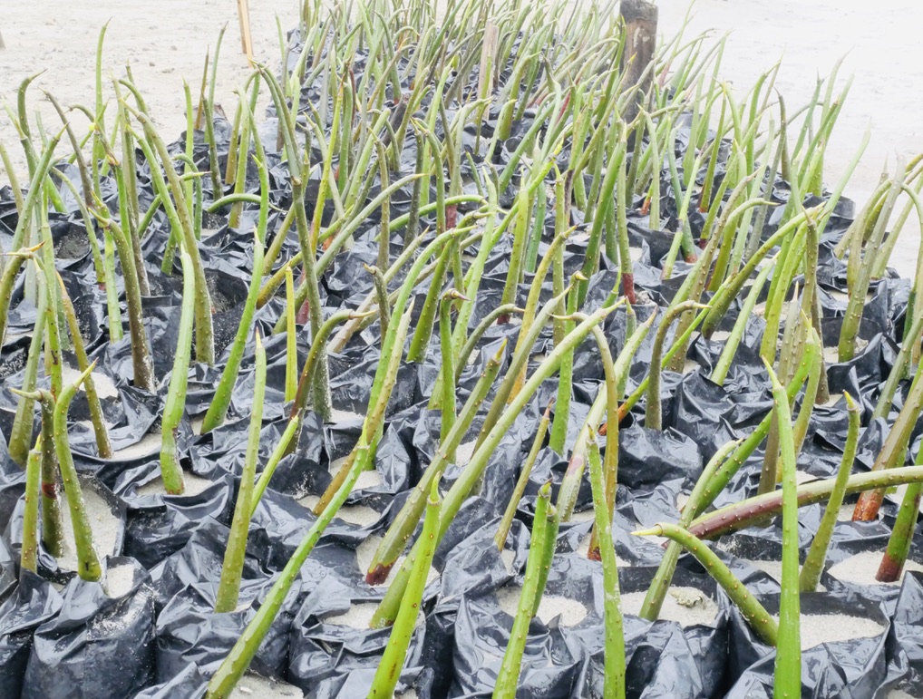 image from Mangrove PhD research